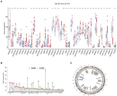 Identification of tryptophan metabolic gene-related subtypes, development of prognostic models, and characterization of tumor microenvironment infiltration in gliomas